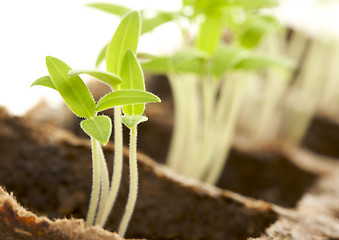 Image showing Sprouting Plants