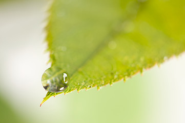 Image showing Close Up Leaf & Water Drops