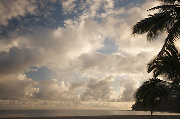 Image showing Tropical Sunset with Palm Trees