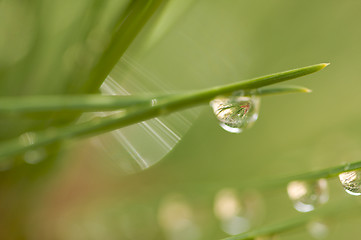 Image showing Water Drops on Pine Needles