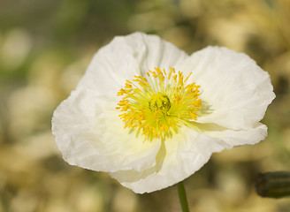 Image showing White Iceland Poppie Bloom