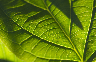 Image showing Macro Backlit Leaf