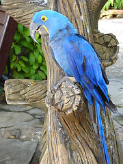 Image showing Parrot in Pattaya, Thailand