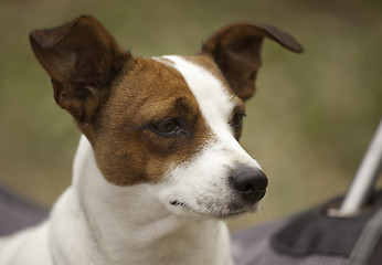 Image showing Jack Russell Terrier Portrait