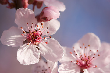 Image showing Early Spring Pink Tree Blossoms