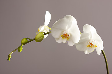 Image showing Beautiful Orchid Branch Blossom
