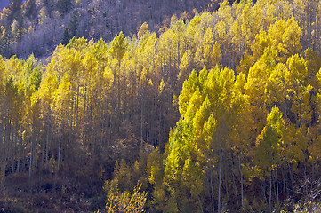 Image showing Aspen Pines Changing Color