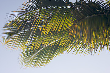 Image showing Backlit Palm Leaves