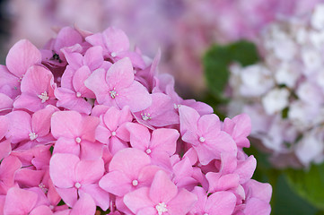 Image showing Beautiful Hydrangea Blossoms