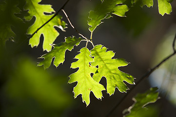 Image showing Backlit Oak Leaves