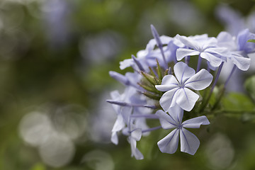 Image showing Purple Spring Flower Blossom