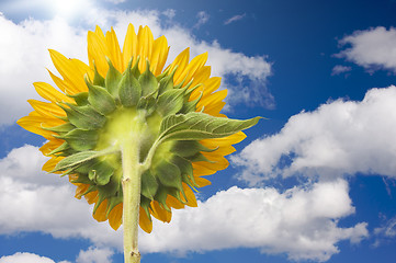 Image showing Sunflower Soaking Up The Sun Rays