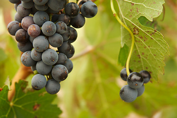 Image showing Grapes & Vines