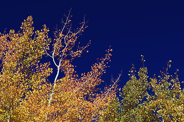 Image showing Colorful Aspen Pines