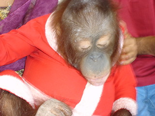 Image showing Monkey As Santa