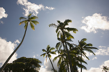 Image showing Palm Trees and Clouds