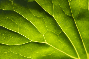 Image showing Macro Backlit Large Leaf