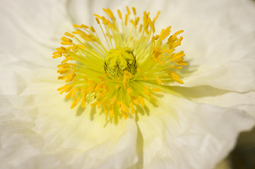 Image showing Macro White Iceland Poppie Bloom