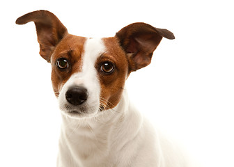 Image showing Portait of an Adorable Jack Russell Terrier