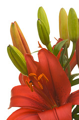 Image showing Beautiful Asiatic Lily Bloom