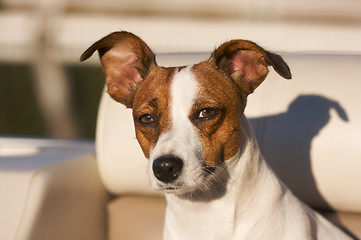 Image showing Jack Russell Terrier Portrait