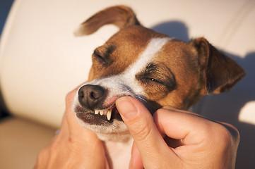 Image showing Jack Russell Terrier Tooth Exam