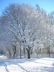 Image showing Winter Tree