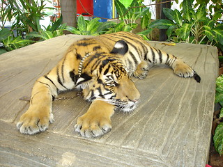 Image showing Tiger in Pattaya, Thailand