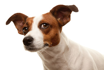 Image showing Portait of an Adorable Jack Russell Terrier