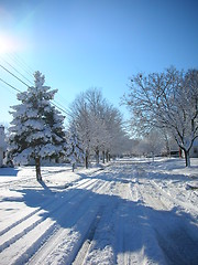 Image showing Lonely Pine Tree