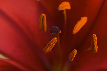 Image showing Beautiful Asiatic Lily Bloom Anthers