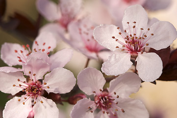 Image showing Early Spring Pink Tree Blossoms