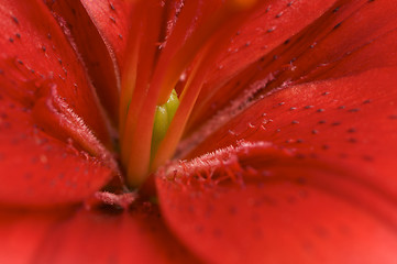 Image showing Beautiful Asiatic Lily Bloom