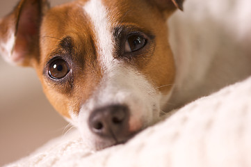 Image showing Jack Russell Terrier Portrait