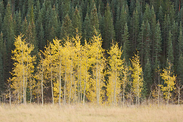 Image showing Aspen Pines Changing Color 