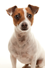 Image showing Portait of an Adorable Jack Russell Terrier