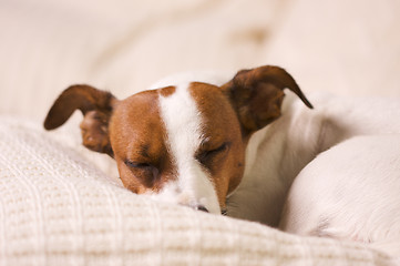 Image showing Jack Russell Terrier Portrait