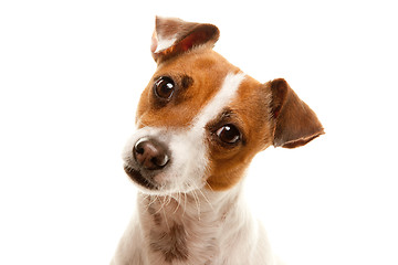 Image showing Portait of an Adorable Jack Russell Terrier