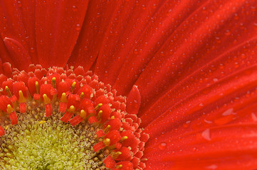 Image showing Macro Red Gerber Daisy with Water Drops