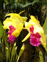 Image showing Orchids in Pattaya, Thailand