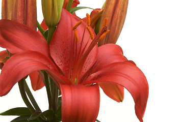 Image showing Beautiful Asiatic Lily Bloom