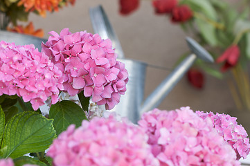 Image showing Beautiful Hydrangea Blossoms