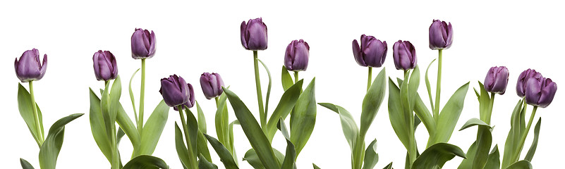 Image showing Row of Purple Tulips