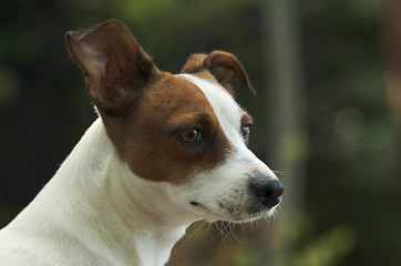 Image showing Jack Russell Terrier Portrait