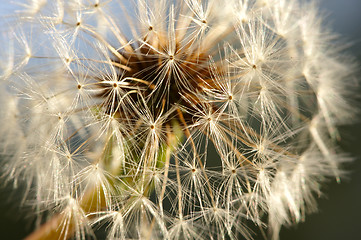 Image showing Dandelion Macro Shot