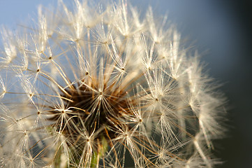 Image showing Dandelion Macro Shot