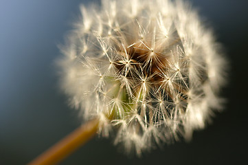 Image showing Dandelion Macro Shot