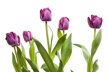 Image showing Set of Purple Tulips