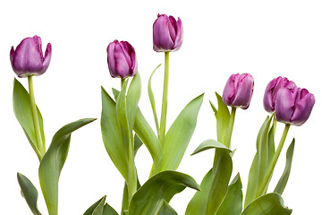 Image showing Set of Purple Tulips