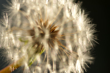 Image showing Dandelion Macro Shot